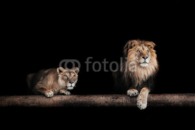 Bild på Lion and lioness, Portrait of a Beautiful lions, lions in the da