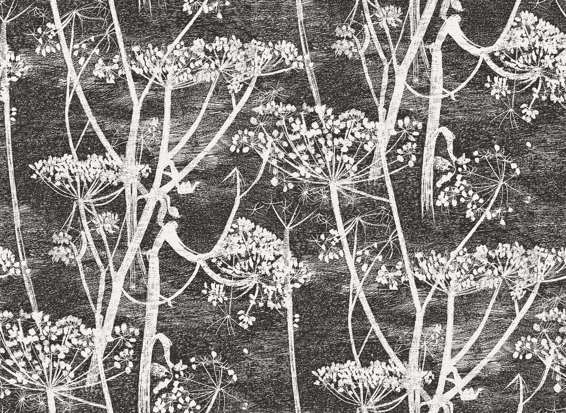 COW PARSLEY - 66/7046 valmistajalta Cole & Son | Kotitapetti