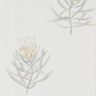 Afbeeldingen van Protea Flower Daffodil/Natural - 216328
