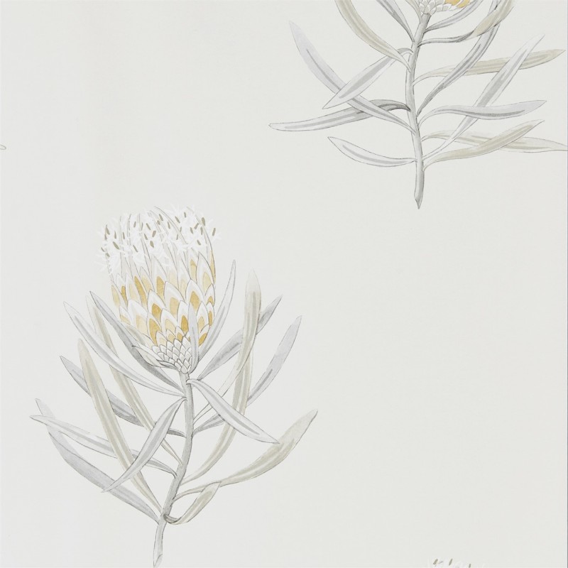 Afbeeldingen van Protea Flower Daffodil/Natural - 216328