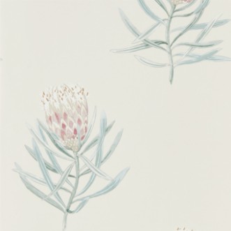 Afbeeldingen van Protea Flower Porcelain/Blush - 216330