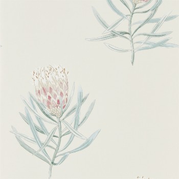 Picture of Protea Flower Porcelain/Blush - 216330