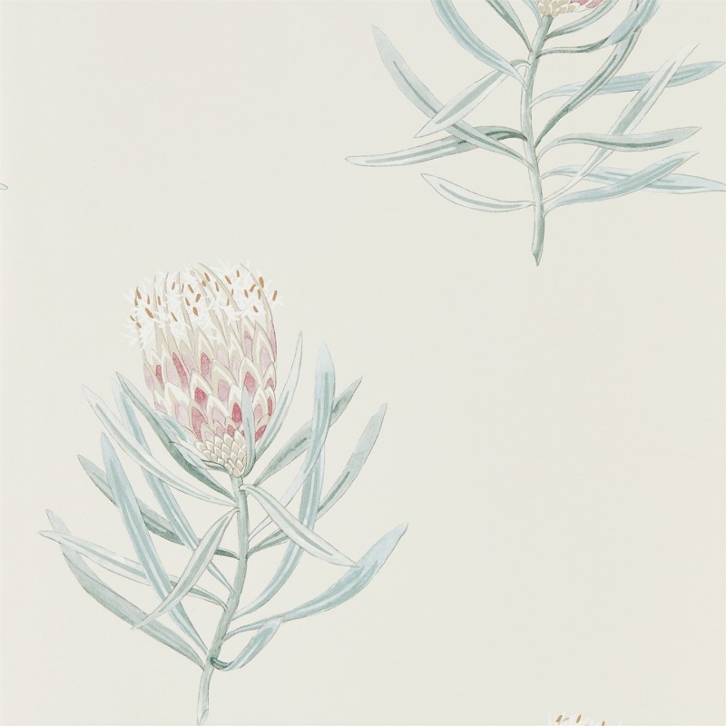 Image de Protea Flower Porcelain/Blush - 216330