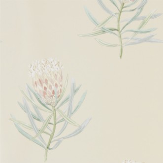 Image de Protea Flower Russet/Green - 216329