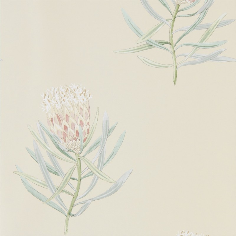 Image de Protea Flower Russet/Green - 216329