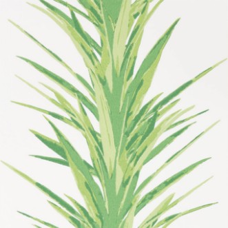 Picture of Yucca Botanical Green - 216649