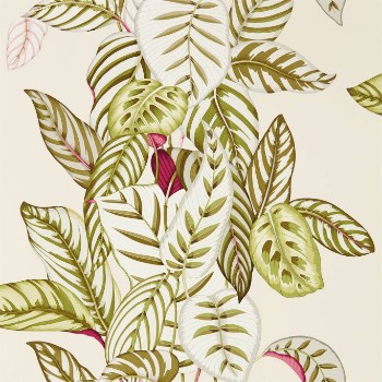 Picture of Calathea Olive - 216631