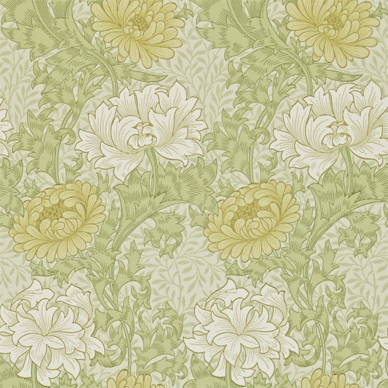 Bild på Chrysanthemum Pale Olive - 212545