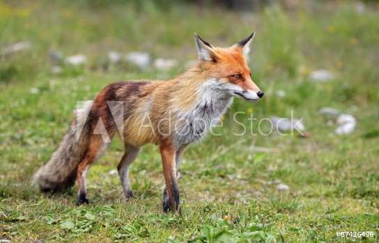 Picture of Fox