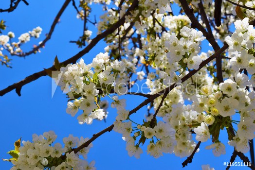Picture of Cherry-tree