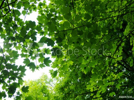 Picture of Maple