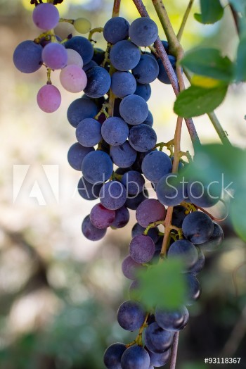 Bild på grape
