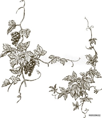 Picture of Grapevine
