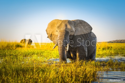 Bild på Elephant