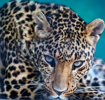 Bild på Leopard