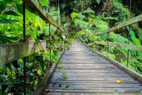 Picture of Podocarpus