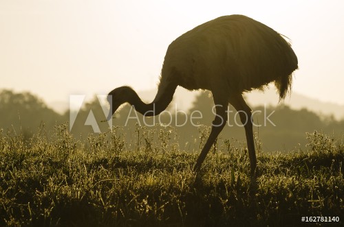 Picture of Emu