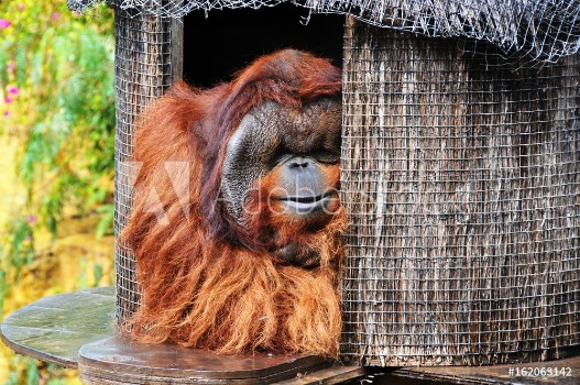 Picture of orangutan