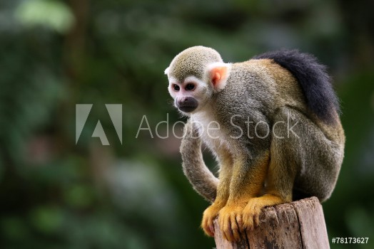 Picture of Totenkopfffchen