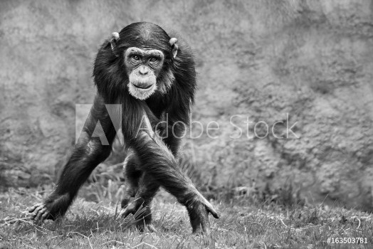 Picture of Chimpanzee