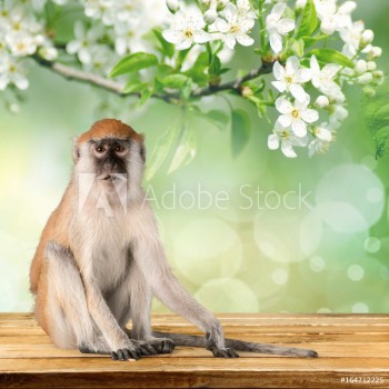 Image de Monkey