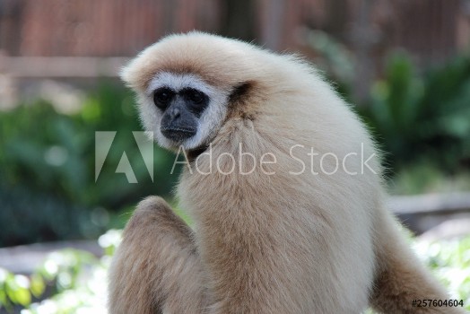 Picture of Gibbon