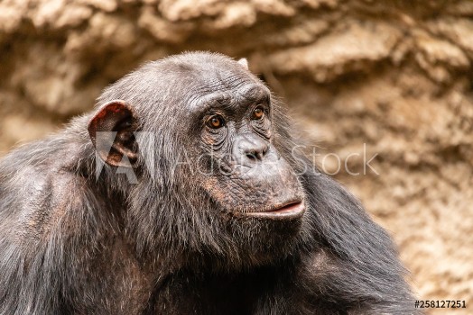 Picture of Schimpanse