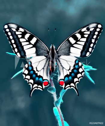 Picture of Butterfly