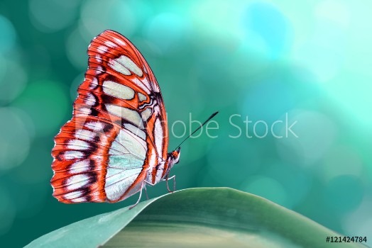 Bild på Butterfly