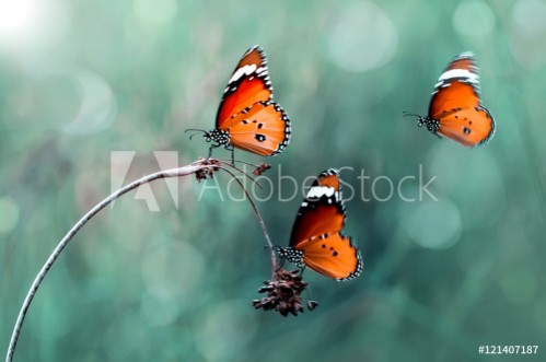 Picture of Butterfly