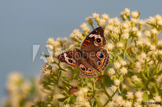 Image de Buckeye2