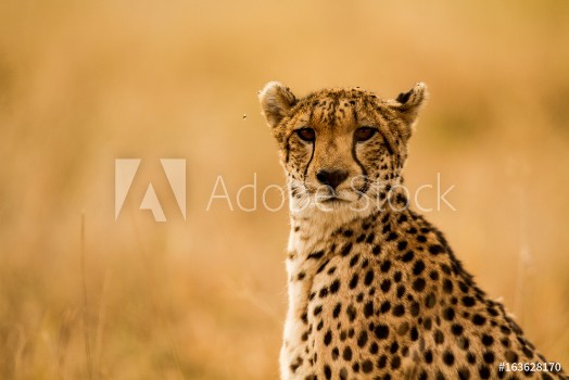 Bild på Cheetah