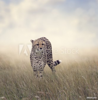 Picture of Cheetah