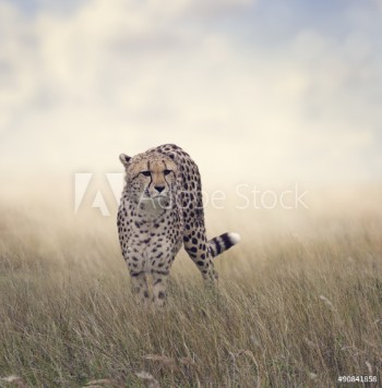 Bild på Cheetah