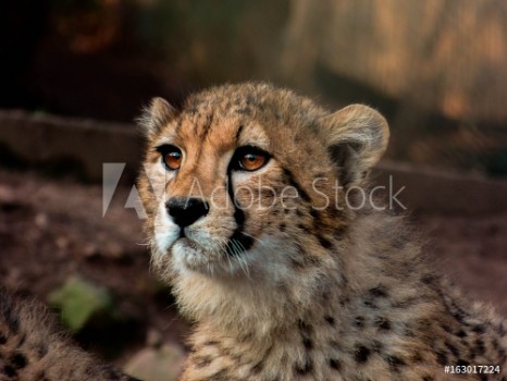 Picture of Gepard