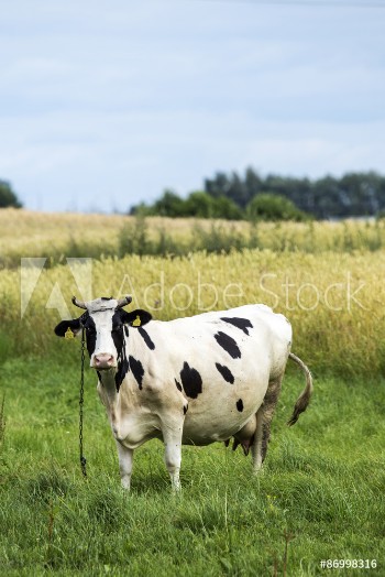 Bild på cow