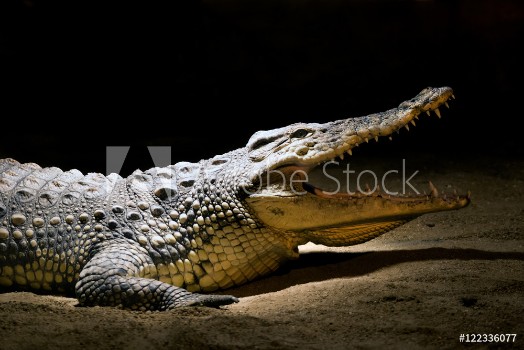 Picture of Crocodile