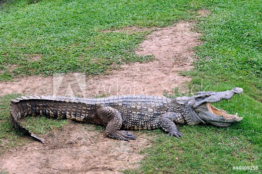 Picture of Crocodile