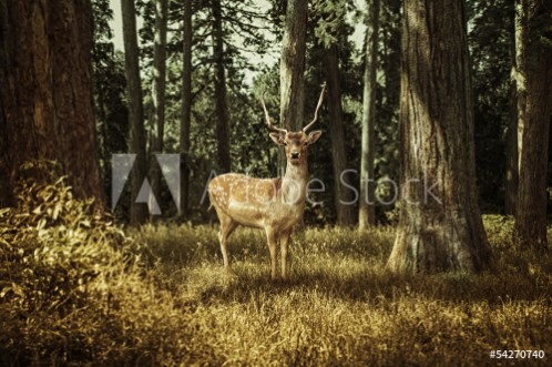 Picture of Deer