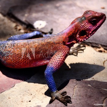 Picture of lizard