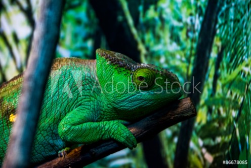 Picture of Chameleon