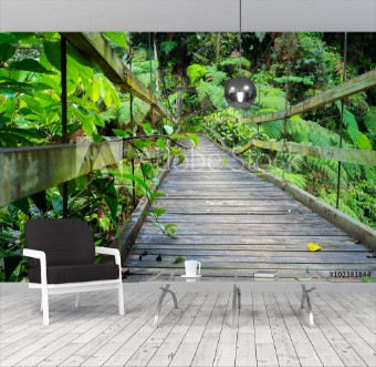 Picture of Podocarpus