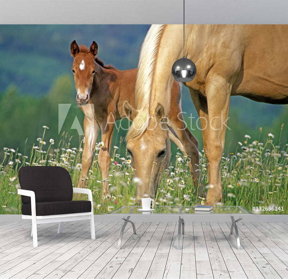 Palomino Horse mare and Foal grassing at summer pasture from Wallmural |  Familywallpapers