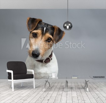 Picture of Dog