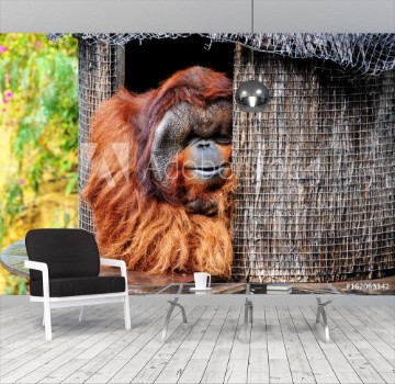 Picture of Orangutan
