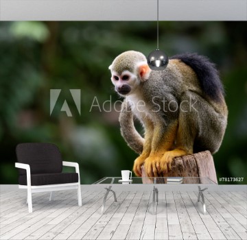 Picture of Totenkopfffchen