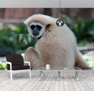 Picture of Gibbon