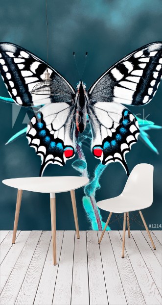 Picture of Butterfly