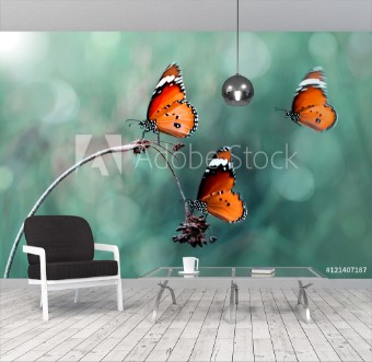 Picture of Butterfly