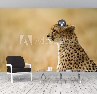 Picture of CHeetah